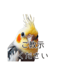 敬語のオカメインコ 切り抜きver（個別スタンプ：31）