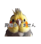 敬語のオカメインコ 切り抜きver（個別スタンプ：33）