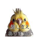 敬語のオカメインコ 切り抜きver（個別スタンプ：37）