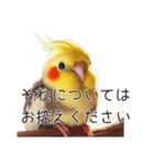 敬語のオカメインコ 切り抜きver（個別スタンプ：38）