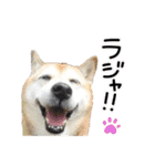 柴犬さくちゃんの日常（個別スタンプ：7）