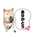 柴犬さくちゃんの日常（個別スタンプ：13）