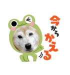 柴犬さくちゃんの日常（個別スタンプ：24）