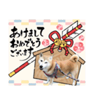 柴犬さくちゃんの日常（個別スタンプ：30）