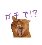 キーちゃんの雷櫻（個別スタンプ：3）