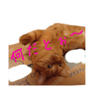 キーちゃんの雷櫻（個別スタンプ：5）
