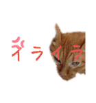 キーちゃんの雷櫻（個別スタンプ：7）