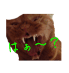 キーちゃんの雷櫻（個別スタンプ：10）