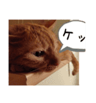 キーちゃんの雷櫻（個別スタンプ：19）