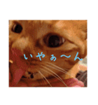 キーちゃんの雷櫻（個別スタンプ：31）