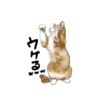 縁起がいいねこスタンプ（個別スタンプ：12）