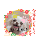 チワワちゃんスタンプ、yamami（個別スタンプ：2）