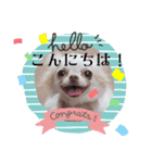 チワワちゃんスタンプ、yamami（個別スタンプ：3）