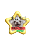 チワワちゃんスタンプ、yamami（個別スタンプ：5）