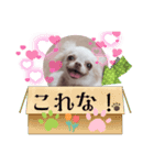 チワワちゃんスタンプ、yamami（個別スタンプ：8）