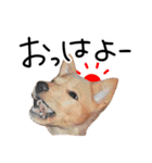 愛しい犬 タイガ 2（個別スタンプ：1）