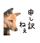 愛しい犬 タイガ 2（個別スタンプ：3）