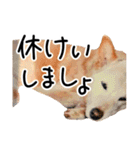 愛しい犬 タイガ 2（個別スタンプ：6）