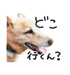 愛しい犬 タイガ 2（個別スタンプ：7）