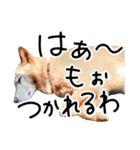 愛しい犬 タイガ 2（個別スタンプ：9）