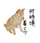 愛しい犬 タイガ 2（個別スタンプ：15）