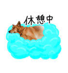 愛しい犬 タイガ 2（個別スタンプ：16）