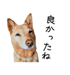 愛しい犬 タイガ 2（個別スタンプ：18）