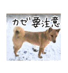 愛しい犬 タイガ 2（個別スタンプ：19）