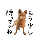 愛しい犬 タイガ 2（個別スタンプ：22）