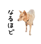 愛しい犬 タイガ 2（個別スタンプ：23）