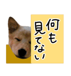 愛しい犬 タイガ 2（個別スタンプ：24）