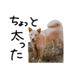 愛しい犬 タイガ 2（個別スタンプ：25）