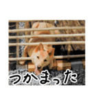 愛しい犬 タイガ 2（個別スタンプ：26）