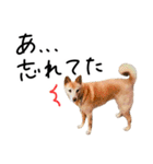 愛しい犬 タイガ 2（個別スタンプ：30）