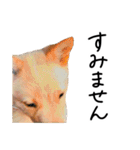 愛しい犬 タイガ 2（個別スタンプ：31）