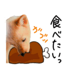 愛しい犬 タイガ 2（個別スタンプ：33）