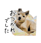 愛しい犬 タイガ 2（個別スタンプ：34）