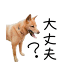 愛しい犬 タイガ 2（個別スタンプ：40）