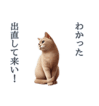 口の悪い野良猫（個別スタンプ：19）