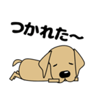 大きな文字 優しい気づかい 犬好きさんへ（個別スタンプ：39）