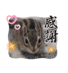 みんなと一緒 29（個別スタンプ：5）
