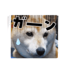 みんなと一緒 29（個別スタンプ：12）