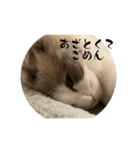 おもちときどき猫ちゃんたち（個別スタンプ：16）