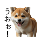 柴犬で返信！（個別スタンプ：2）