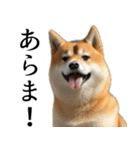 柴犬で返信！（個別スタンプ：3）