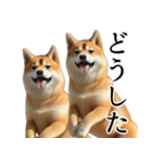 柴犬で返信！（個別スタンプ：4）