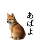 柴犬で返信！（個別スタンプ：5）