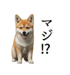 柴犬で返信！（個別スタンプ：6）