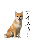 柴犬で返信！（個別スタンプ：8）