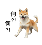 柴犬で返信！（個別スタンプ：13）